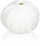 Fève Aclara Épiphanie 2027 - Beaux Coquillages