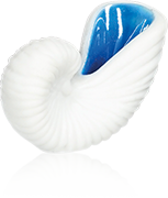 Fève Aclara Épiphanie 2027 - Beaux Coquillages