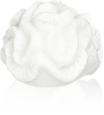 Fève Aclara Épiphanie 2027 - Beaux Coquillages